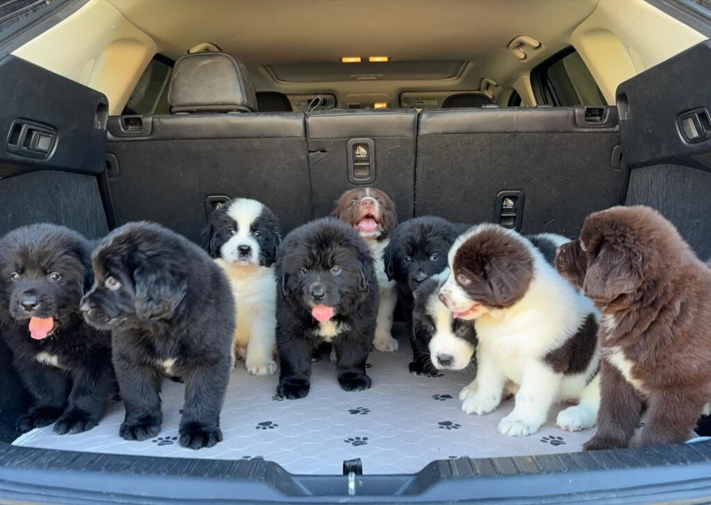 newfie breeders