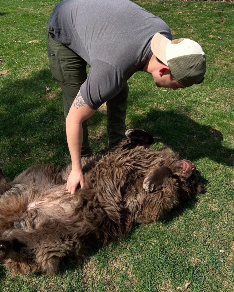 Newfoundland Dog Breeders