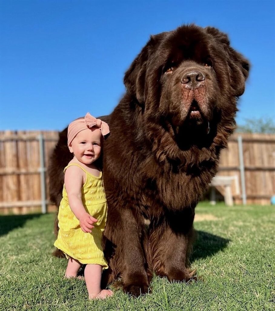 newfoundland dog