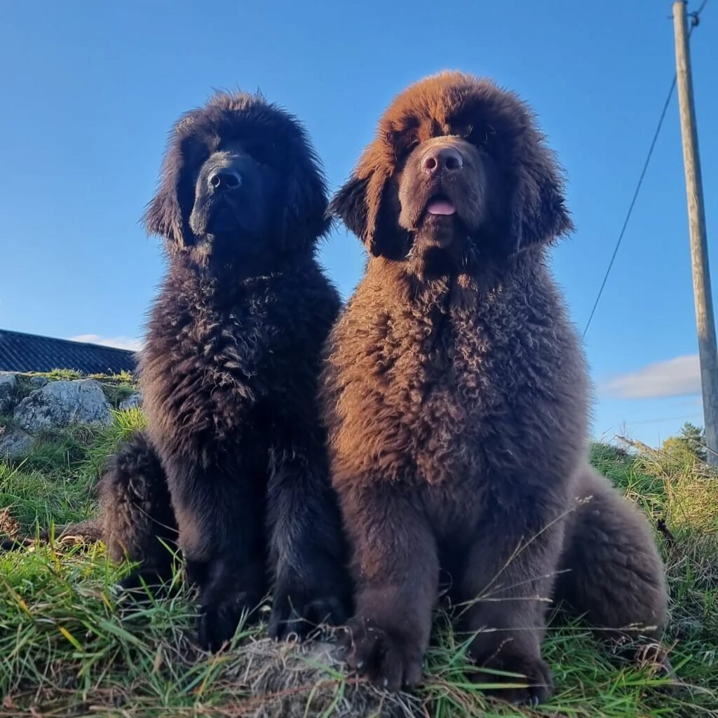 Newfoundland Rescue