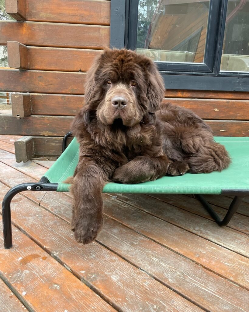 Brown Newfoundland