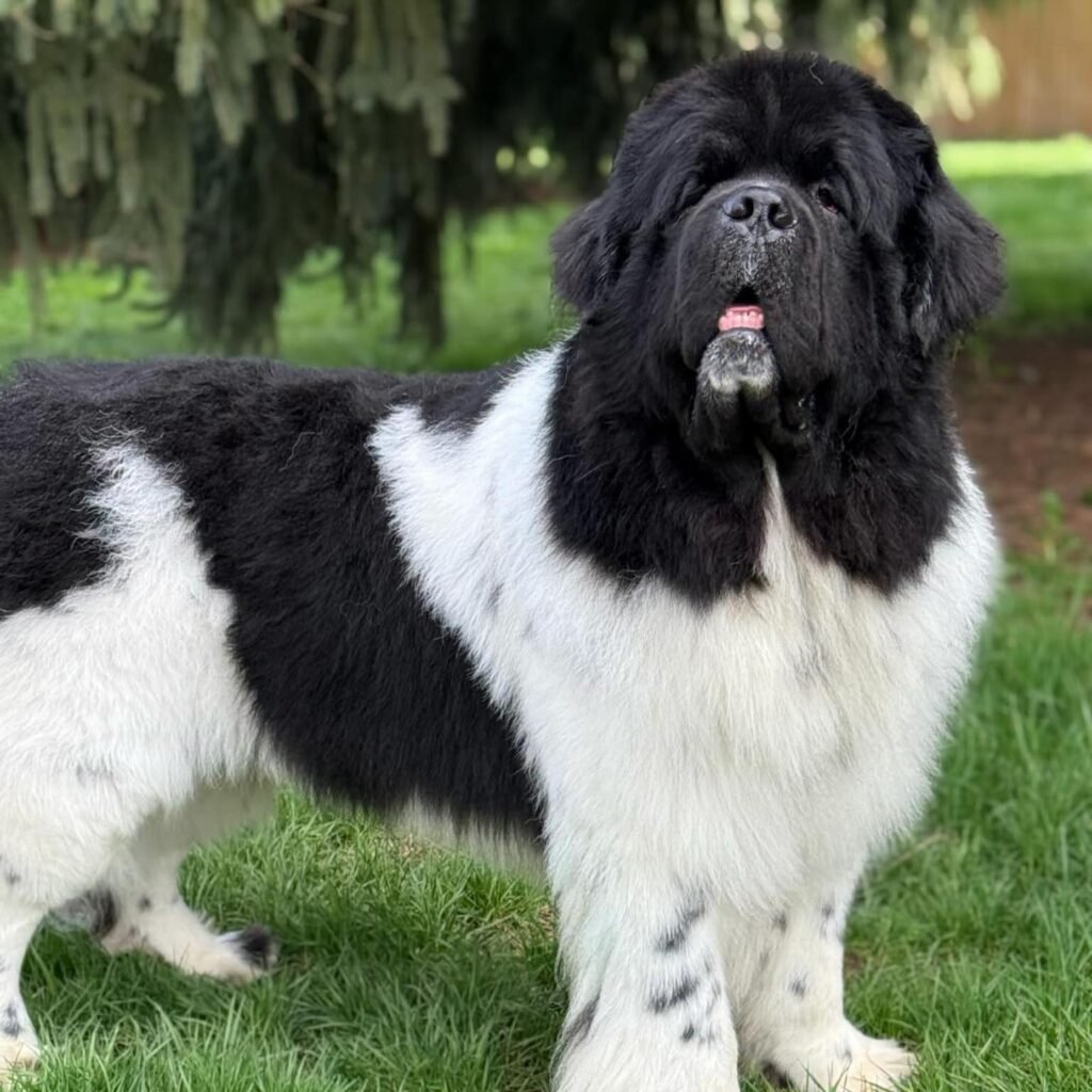 Landseer Newfoundland Puppies for Sale